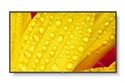 Nec 60006085 - NEC MultiSync M551-2. Diseño de producto: Diseño de quiosco. Diagonal de la pantalla: 127 
